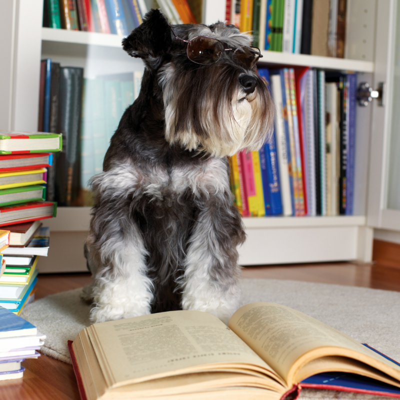 Dog with book, New Year, New Dog: How To Include Your Pup In Your 2022 Resolutions