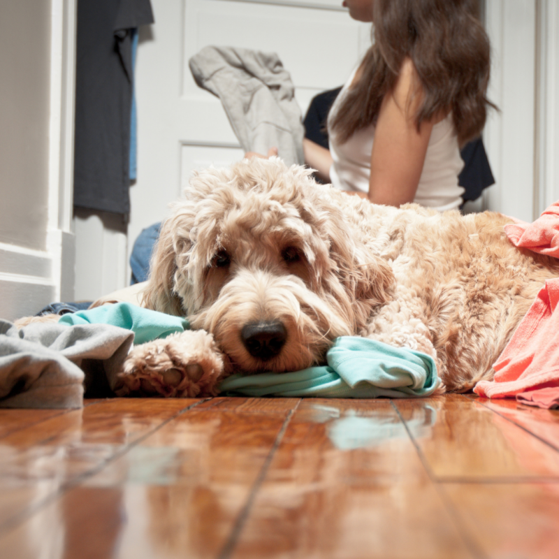 dog in front of closet, New Year, New Dog: How To Include Your Pup In Your 2022 Resolutions