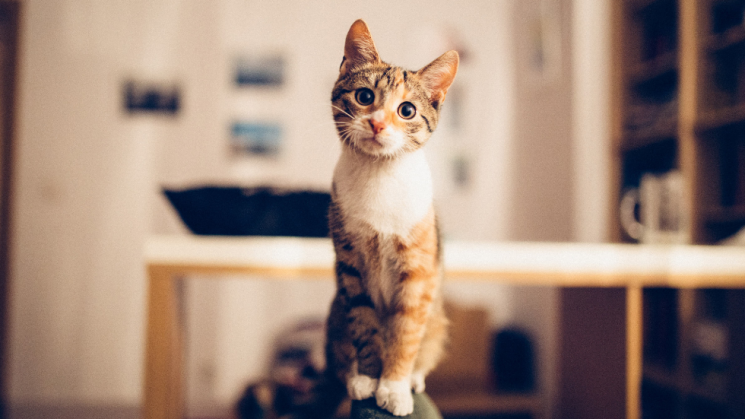 2.10_DogTails cat inside, keep your indoor cat happy