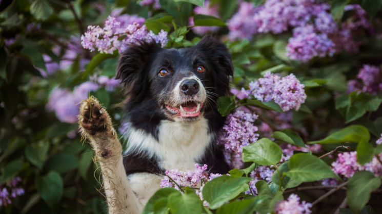 a collie and lilacs