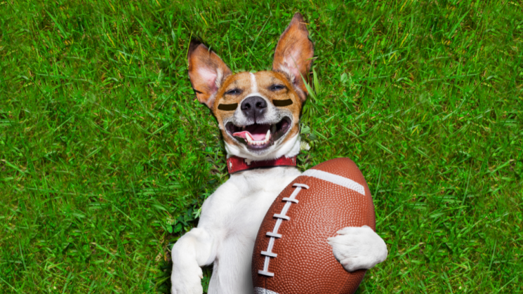 Keep your dog safe on superbowl sunday!