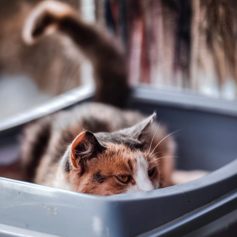 cat in litter box, keep cat happy indoors