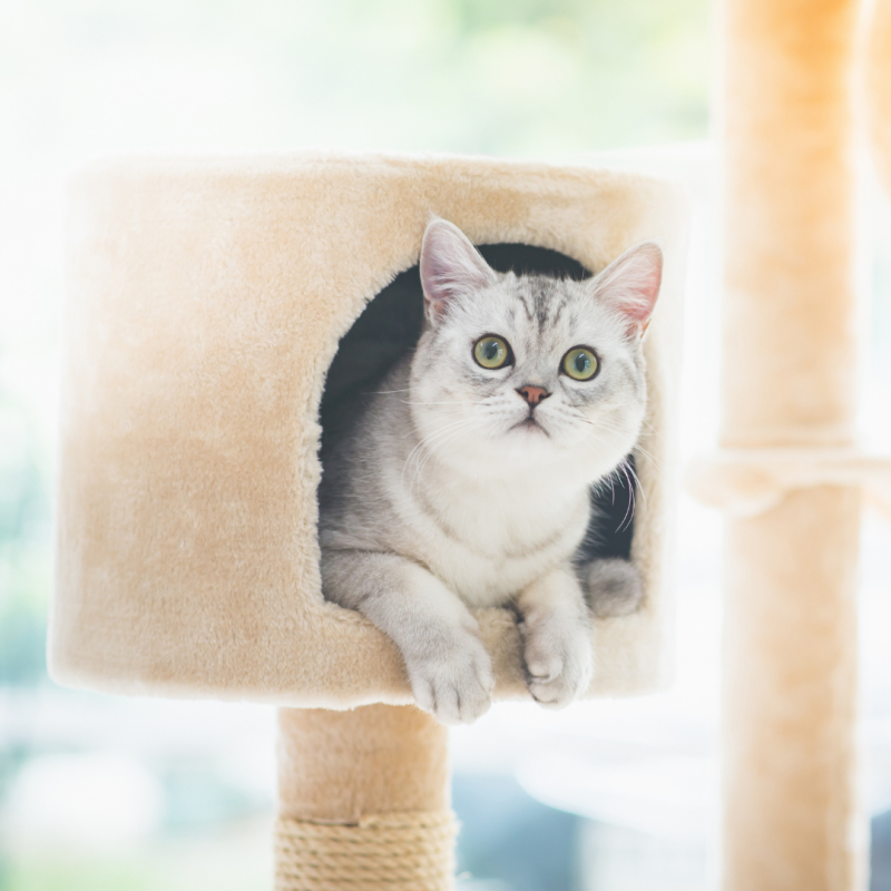 cat in cat tower, keep indoor cat happy