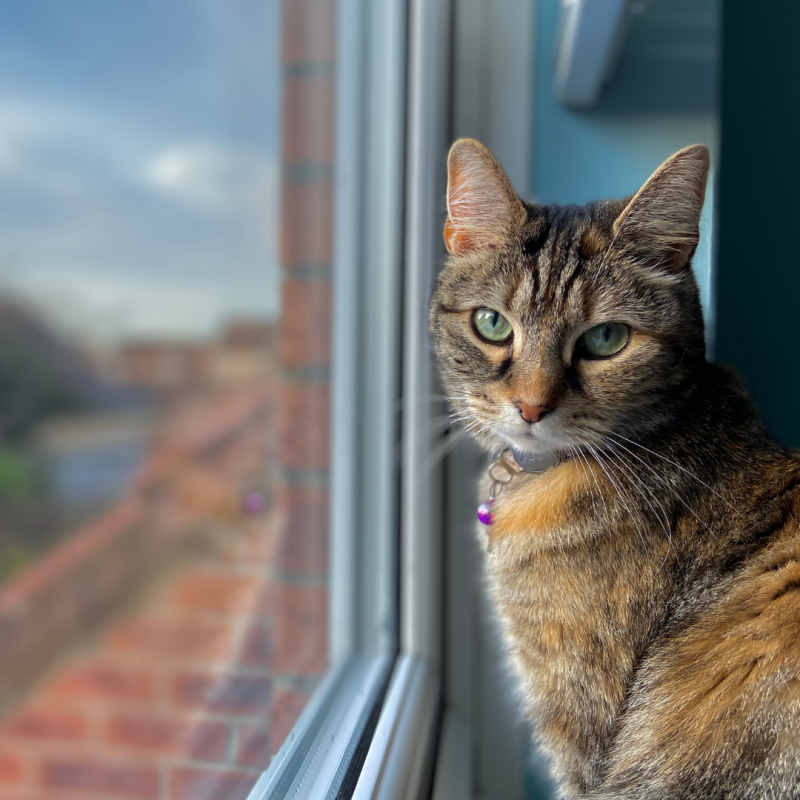 cat in window, keep cat happy indoors