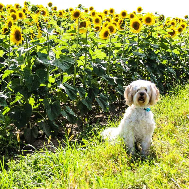 dog standing next to field of sunflowers