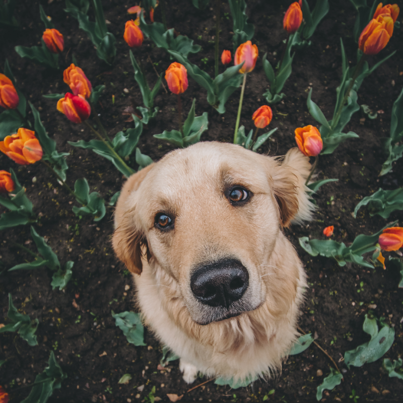 dog and tulips