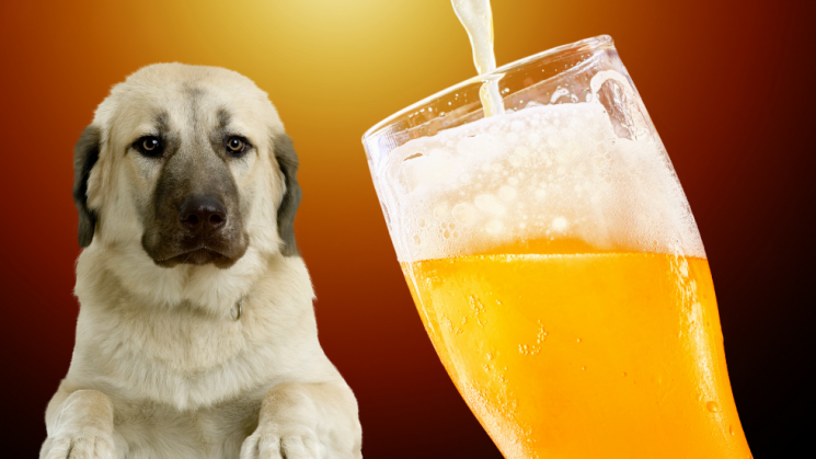 dog looking at beer