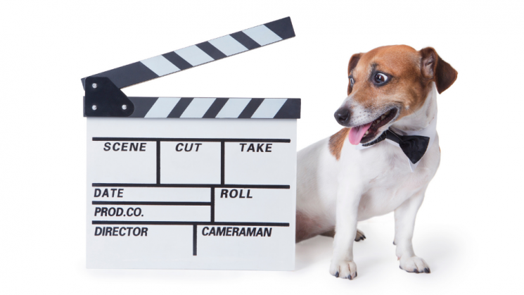 dog with slate, oscars, movies