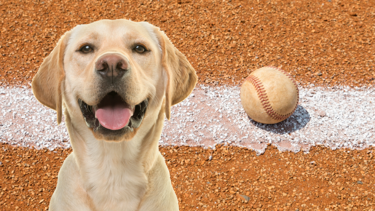 dog friendly major league baseball games
