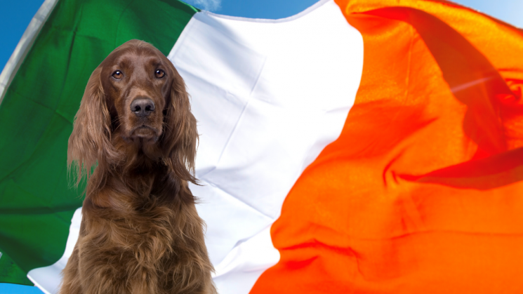 Copy of 3.5_DogTails (1) dog in front of irish flag, Happy Saint PAWtrick's Day!: 7 Unique Dog Breeds From Ireland