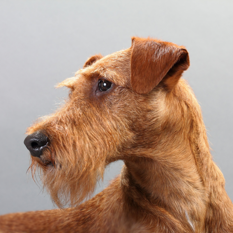 Irish terrier, dogs of Ireland