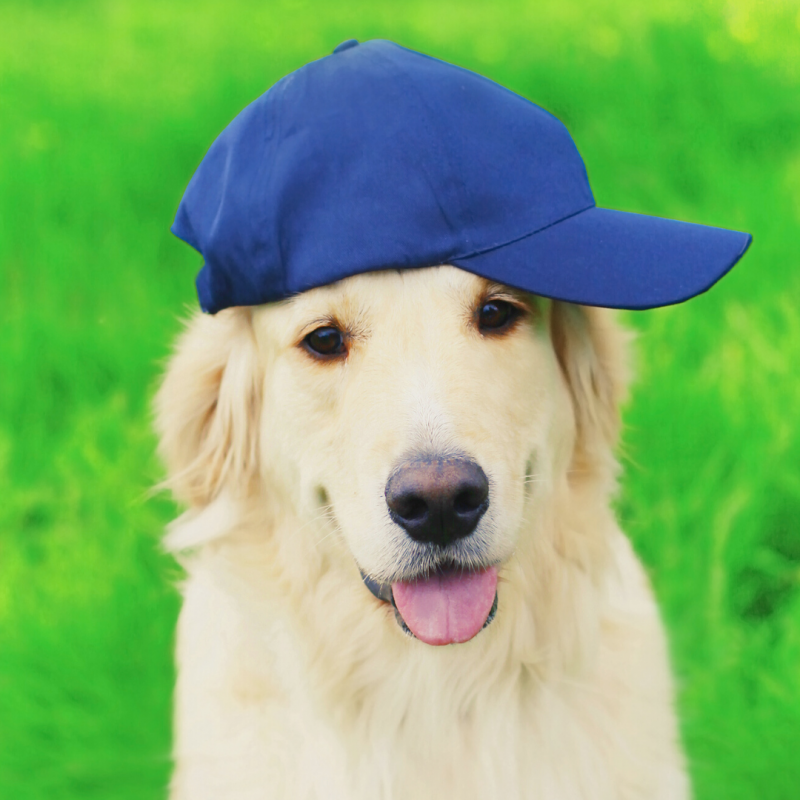 dog in baseball hat