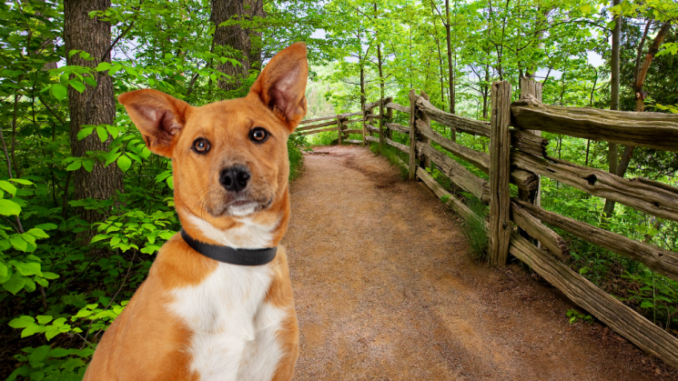 dog on hiking trail looking back at owner ready to walk