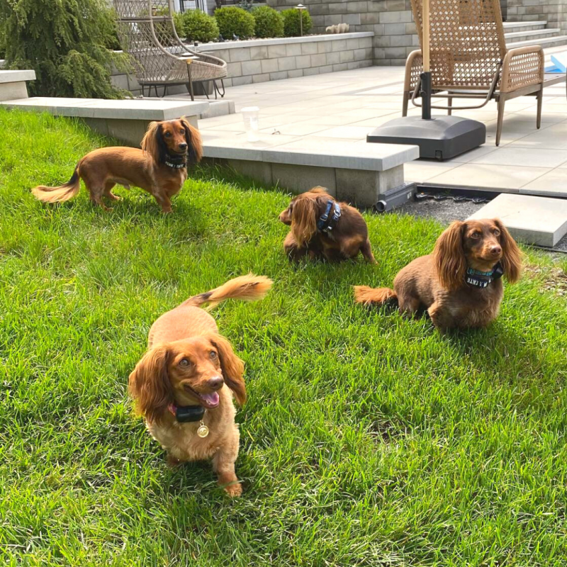 four dachshunds