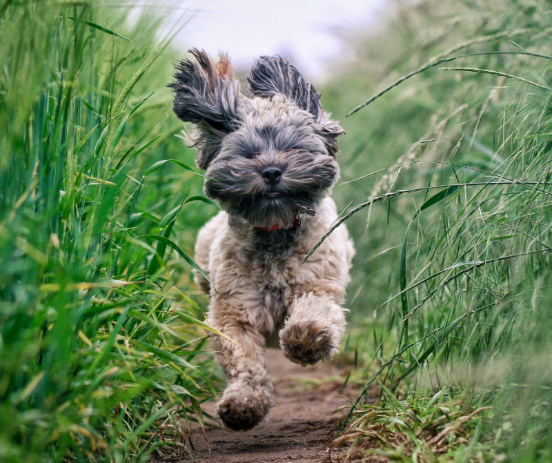 a small, happy, and energetic dog running on a hiking trail while on a hike with it's owner