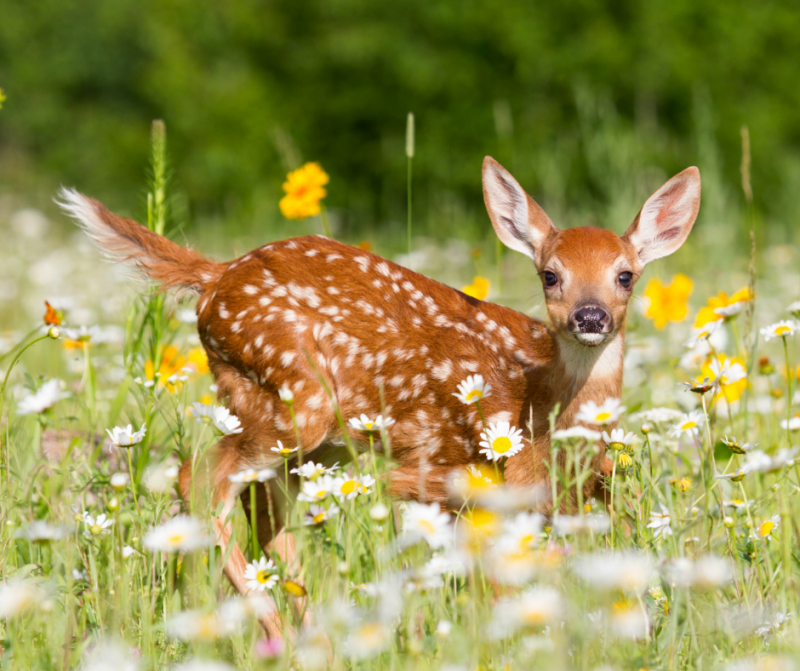 a deer standing in a field of flowers just a few feet away from a busy hiking trail