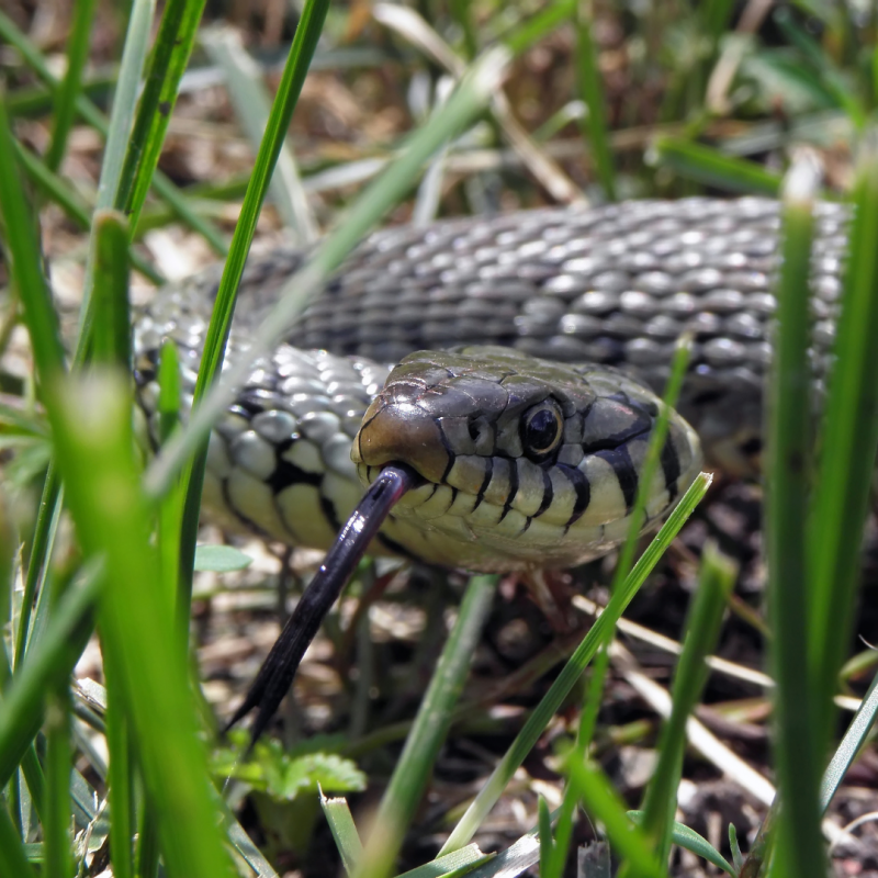 snake in grass