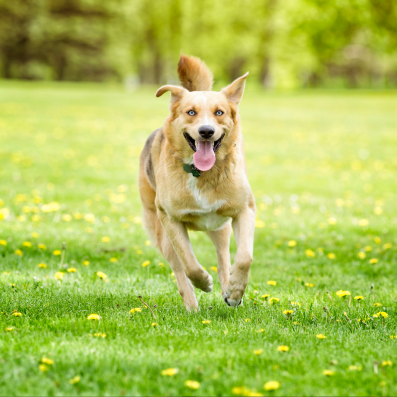 dog running spring season