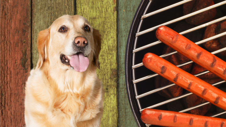 Dog next to grill