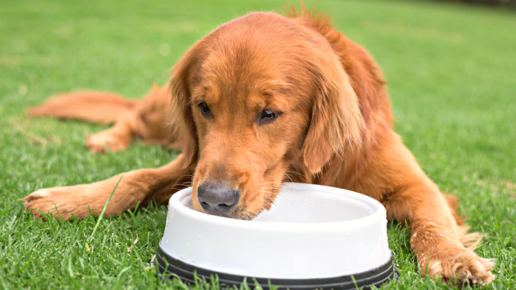 a dog lying on grass drinking water out of a bowl to improve hydration