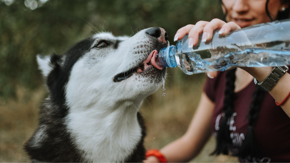 dog drinking water to stay hydrated