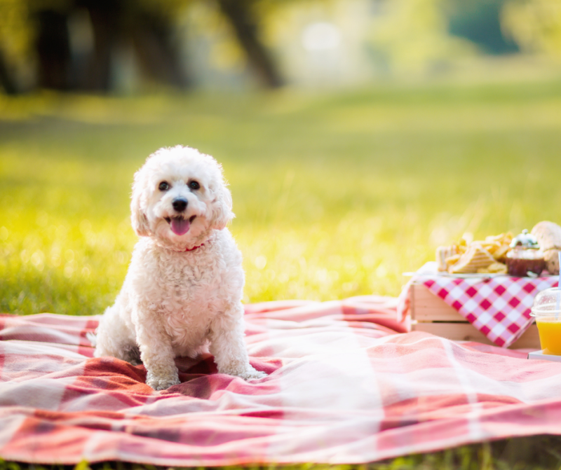 dog outside for picnic and celebration