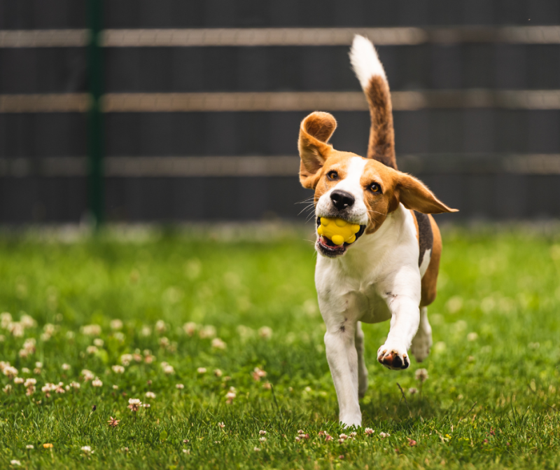 dog running in backyard with ball