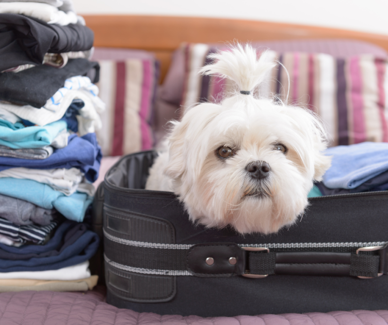 dog laying in suitcase packing for trip