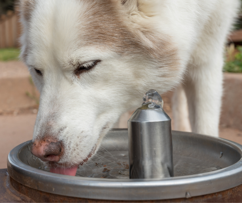 dog drinking out of water fountain