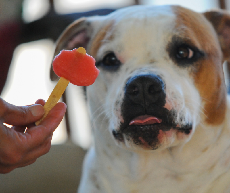 dog looking at a frozen treat