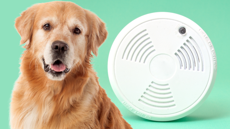 dog and fire detector, fire safety