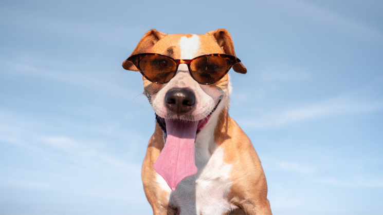 dog on a hot day with sunglasses on
