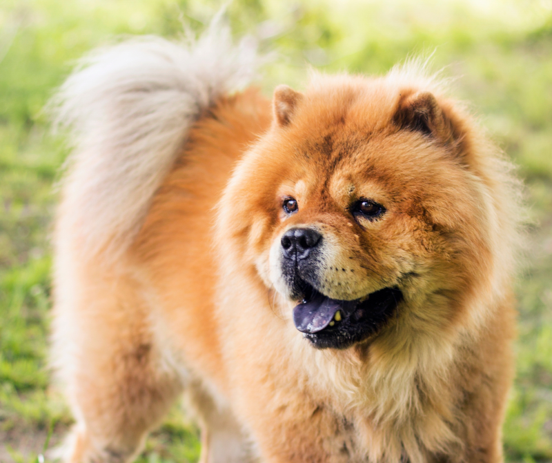Chow chow in the summer heat