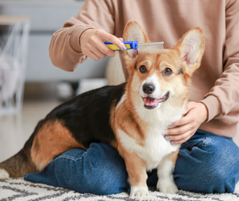 dog being brushed at home