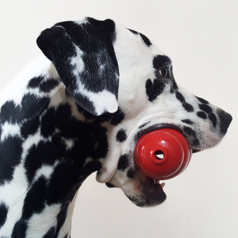 dog with mental enrichment toy