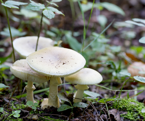Amanita phalloides mushrooms