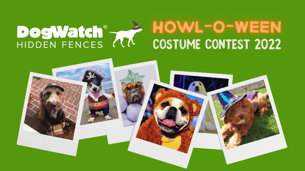 DogWatch 2022 Howl-O-Ween Costume Contest – ENTER TODAY! | DogTails