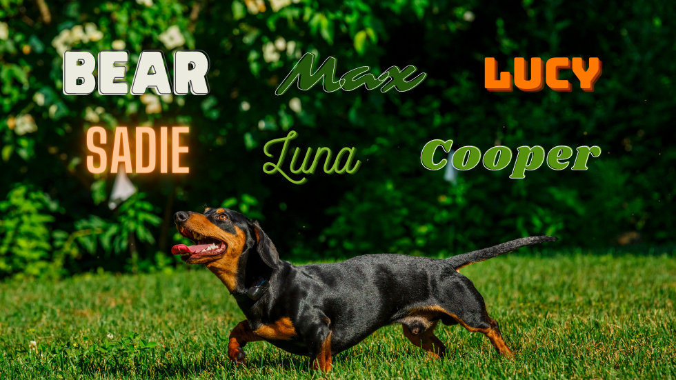 The Most Popular Dog Names of 2022 DogTails