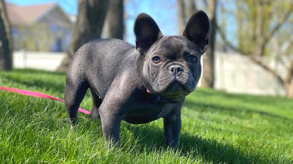 The Top 10 Most Popular Dog Breeds in America in 2022 | DogTails